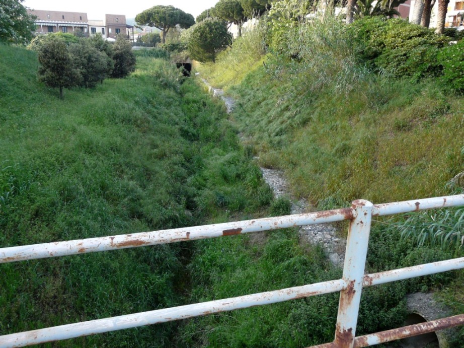 Rio Salivoli (Piombino) - rospi smeraldini in citt!